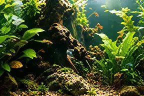 Pflanzenaquarium