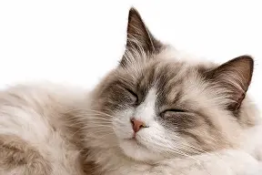 Sensible Katzen
